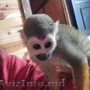 cei mai buni tovarăși de joacă maimuțe veveriță pentru adopție/vânzare