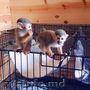 cei mai buni tovarăși de joacă maimuțe veveriță pentru adopție/vânzare